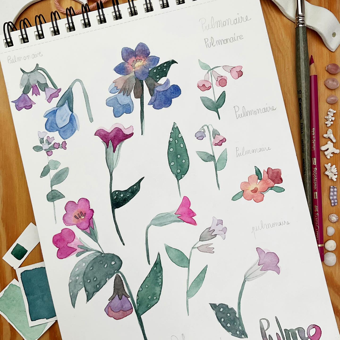 Les belles couleurs des pulmonaires….
#passionaquarelle #watercolorpainting #aquarelliste #communautéaquarelle #watercolor_guide #aquarelleart #peintureaquarelle #illustration #aquarelleartwork #aquarellefrance #watercolor #illustratrice #illustrator #illustragram #illustrations #illustrationart #illustratricefrancaise #botanicalillustration