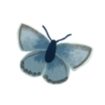 Papillon bleu azuré