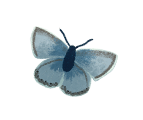 Papillon bleu azuré